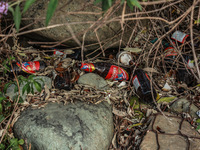 Empty bottles of Kingfisher beer are being thrown on the banks of River Lidder in Pahalgam, Jammu and Kashmir, India, on August 3, 2024. (