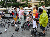 Tourists are playing with pigeons on the Main Square in Krakow, Poland, on August 1, 2024. (