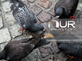 Pigeons are eating bread on the Main Square in Krakow, Poland, on August 1, 2024. (