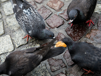 Pigeons are eating bread on the Main Square in Krakow, Poland, on August 1, 2024. (