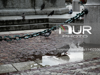 Pigeons are gathering on the Main Square in Krakow, Poland, on August 1, 2024. (