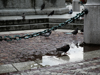 Pigeons are gathering on the Main Square in Krakow, Poland, on August 1, 2024. (