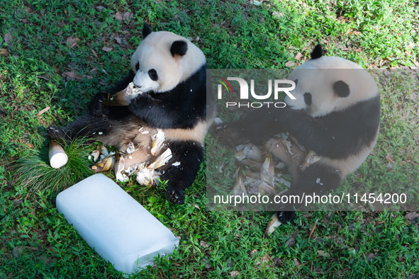 Giant pandas Yu Ke and Yu Ai are eating while cooling off at Chongqing Zoo in Chongqing, China, on August 4, 2024. 