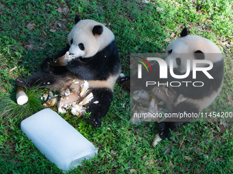 Giant pandas Yu Ke and Yu Ai are eating while cooling off at Chongqing Zoo in Chongqing, China, on August 4, 2024. (