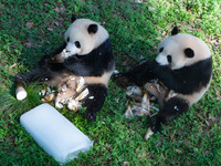 Giant pandas Yu Ke and Yu Ai are eating while cooling off at Chongqing Zoo in Chongqing, China, on August 4, 2024. (