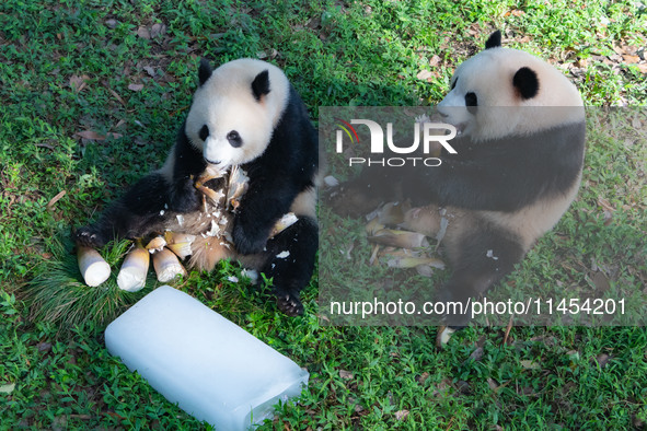 Giant pandas Yu Ke and Yu Ai are eating while cooling off at Chongqing Zoo in Chongqing, China, on August 4, 2024. 