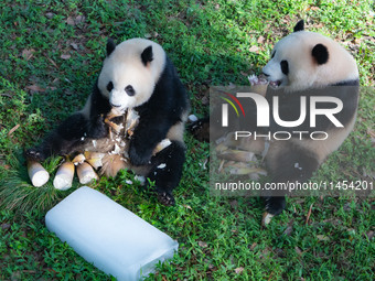 Giant pandas Yu Ke and Yu Ai are eating while cooling off at Chongqing Zoo in Chongqing, China, on August 4, 2024. (