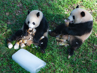 Giant pandas Yu Ke and Yu Ai are eating while cooling off at Chongqing Zoo in Chongqing, China, on August 4, 2024. (