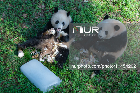 Giant pandas Yu Ke and Yu Ai are eating while cooling off at Chongqing Zoo in Chongqing, China, on August 4, 2024. 