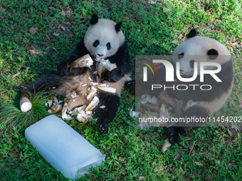 Giant pandas Yu Ke and Yu Ai are eating while cooling off at Chongqing Zoo in Chongqing, China, on August 4, 2024. (