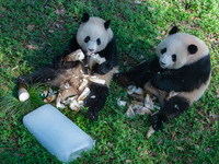 Giant pandas Yu Ke and Yu Ai are eating while cooling off at Chongqing Zoo in Chongqing, China, on August 4, 2024. (