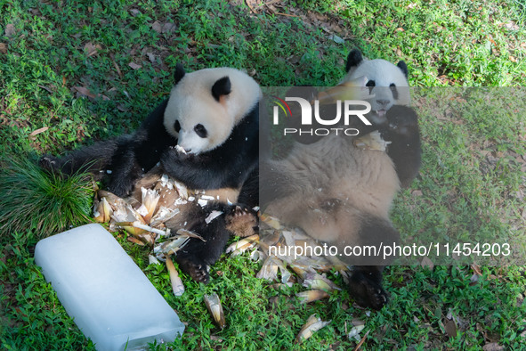 Giant pandas Yu Ke and Yu Ai are eating while cooling off at Chongqing Zoo in Chongqing, China, on August 4, 2024. 