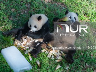 Giant pandas Yu Ke and Yu Ai are eating while cooling off at Chongqing Zoo in Chongqing, China, on August 4, 2024. (