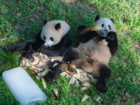 Giant pandas Yu Ke and Yu Ai are eating while cooling off at Chongqing Zoo in Chongqing, China, on August 4, 2024. (