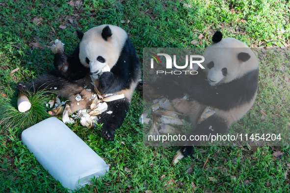 Giant pandas Yu Ke and Yu Ai are eating while cooling off at Chongqing Zoo in Chongqing, China, on August 4, 2024. 