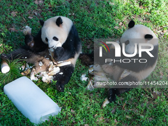 Giant pandas Yu Ke and Yu Ai are eating while cooling off at Chongqing Zoo in Chongqing, China, on August 4, 2024. (