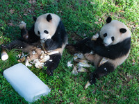 Giant pandas Yu Ke and Yu Ai are eating while cooling off at Chongqing Zoo in Chongqing, China, on August 4, 2024. (