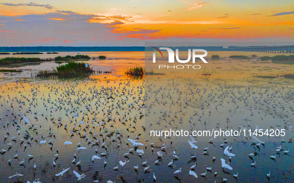 Thousands of birds are flocking to the Hongze Lake wetland in Suqian, China, on August 4, 2024. 