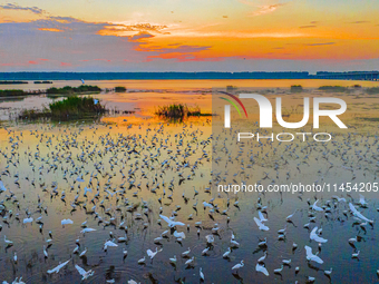 Thousands of birds are flocking to the Hongze Lake wetland in Suqian, China, on August 4, 2024. (