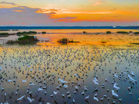 Thousands of birds are flocking to the Hongze Lake wetland in Suqian, China, on August 4, 2024. (