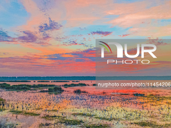 Thousands of birds are flocking to the Hongze Lake wetland in Suqian, China, on August 4, 2024. (