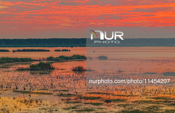 Thousands of birds are flocking to the Hongze Lake wetland in Suqian, China, on August 4, 2024. 