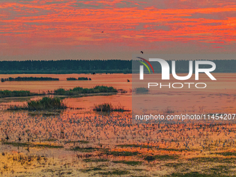 Thousands of birds are flocking to the Hongze Lake wetland in Suqian, China, on August 4, 2024. (