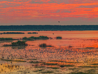 Thousands of birds are flocking to the Hongze Lake wetland in Suqian, China, on August 4, 2024. (