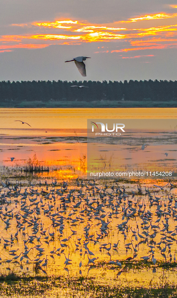 Thousands of birds are flocking to the Hongze Lake wetland in Suqian, China, on August 4, 2024. 