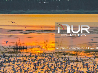 Thousands of birds are flocking to the Hongze Lake wetland in Suqian, China, on August 4, 2024. (