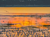 Thousands of birds are flocking to the Hongze Lake wetland in Suqian, China, on August 4, 2024. (