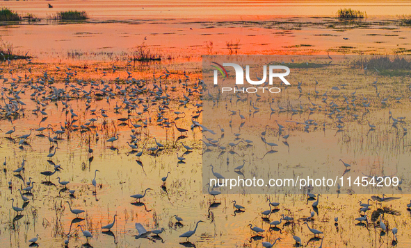 Thousands of birds are flocking to the Hongze Lake wetland in Suqian, China, on August 4, 2024. 