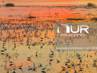 Thousands of birds are flocking to the Hongze Lake wetland in Suqian, China, on August 4, 2024. (