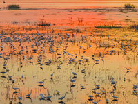 Thousands of birds are flocking to the Hongze Lake wetland in Suqian, China, on August 4, 2024. (