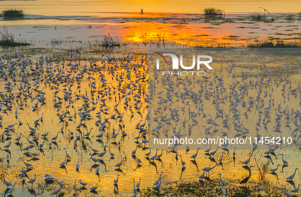 Thousands of birds are flocking to the Hongze Lake wetland in Suqian, China, on August 4, 2024. 