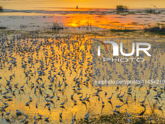 Thousands of birds are flocking to the Hongze Lake wetland in Suqian, China, on August 4, 2024. (