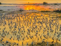 Thousands of birds are flocking to the Hongze Lake wetland in Suqian, China, on August 4, 2024. (