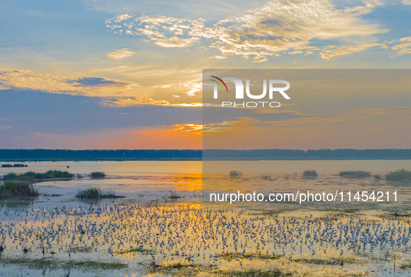 Thousands of birds are flocking to the Hongze Lake wetland in Suqian, China, on August 4, 2024. 