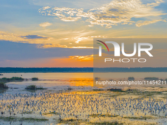 Thousands of birds are flocking to the Hongze Lake wetland in Suqian, China, on August 4, 2024. (