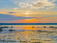 Thousands of birds are flocking to the Hongze Lake wetland in Suqian, China, on August 4, 2024. (