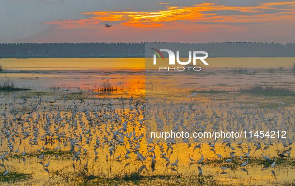 Thousands of birds are flocking to the Hongze Lake wetland in Suqian, China, on August 4, 2024. 