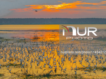 Thousands of birds are flocking to the Hongze Lake wetland in Suqian, China, on August 4, 2024. (