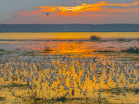 Thousands of birds are flocking to the Hongze Lake wetland in Suqian, China, on August 4, 2024. (