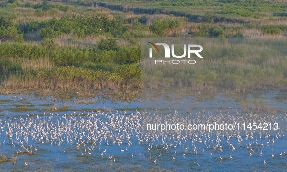 Thousands of birds are flocking to the Hongze Lake wetland in Suqian, China, on August 4, 2024. 