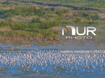 Thousands of birds are flocking to the Hongze Lake wetland in Suqian, China, on August 4, 2024. (