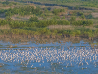 Thousands of birds are flocking to the Hongze Lake wetland in Suqian, China, on August 4, 2024. (