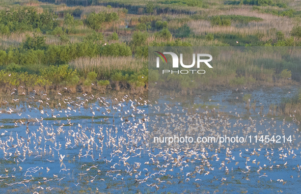 Thousands of birds are flocking to the Hongze Lake wetland in Suqian, China, on August 4, 2024. 