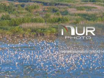 Thousands of birds are flocking to the Hongze Lake wetland in Suqian, China, on August 4, 2024. (