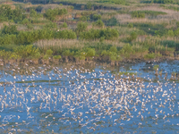 Thousands of birds are flocking to the Hongze Lake wetland in Suqian, China, on August 4, 2024. (