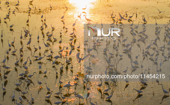 Thousands of birds are flocking to the Hongze Lake wetland in Suqian, China, on August 4, 2024. 